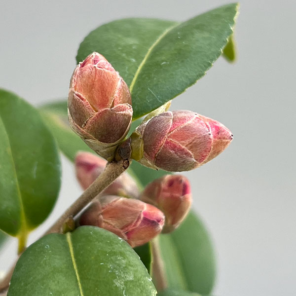 ツバキ(椿):ゲイベイビー 曲がり 3.5号匠鉢入り