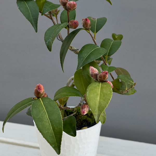 ツバキ(椿):ゲイベイビー 曲がり 3.5号匠鉢入り