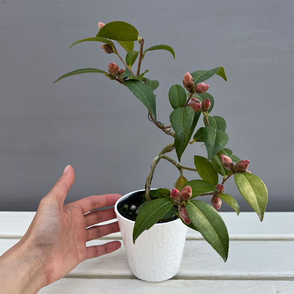 ツバキ(椿):ゲイベイビー 曲がり 3.5号匠鉢入り