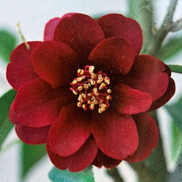 ツバキ(椿):ゲイベイビー 曲がり 3.5号匠鉢入り