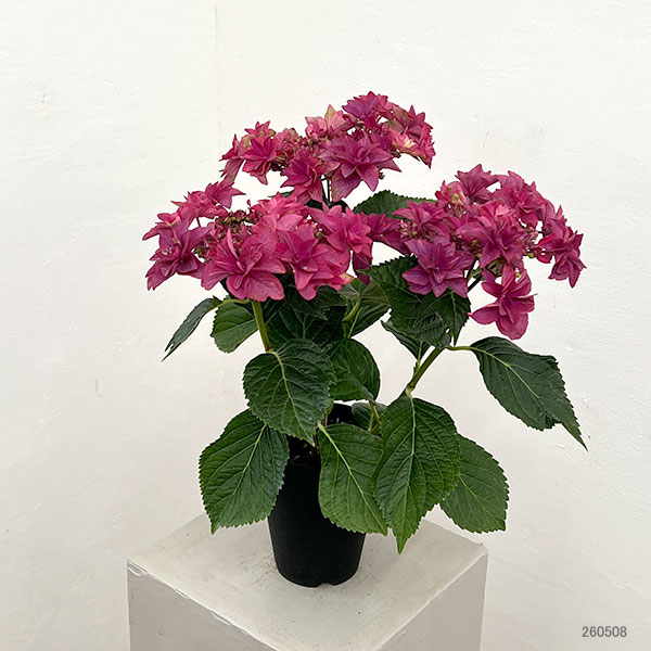 アジサイ:ルビリー(レッド・濃ピンク)4号鉢植え