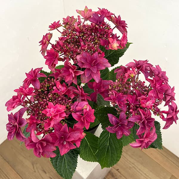 アジサイ:ルビリー(レッド・濃ピンク)4号鉢植え