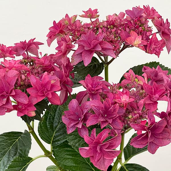 アジサイ:ルビリー(レッド・濃ピンク)4号鉢植え