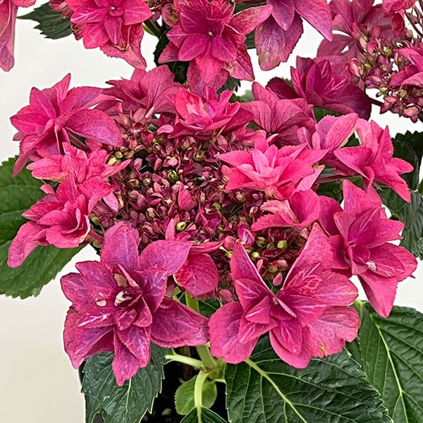アジサイ:ルビリー(レッド・濃ピンク)4号鉢植え