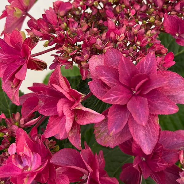 アジサイ:ルビリー(レッド・濃ピンク)4号鉢植え
