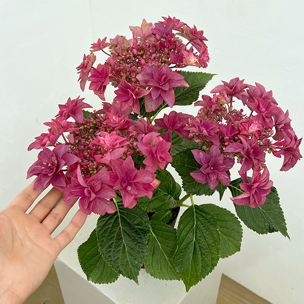 アジサイ:ルビリー(レッド・濃ピンク)4号鉢植え