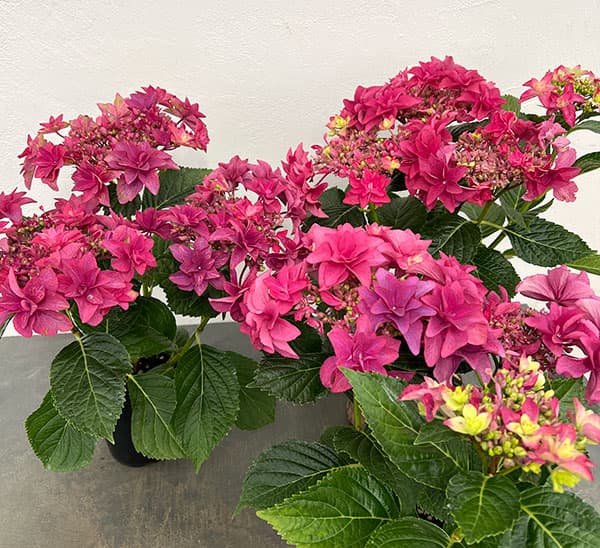 アジサイ:ルビリー(レッド・濃ピンク)4号鉢植え
