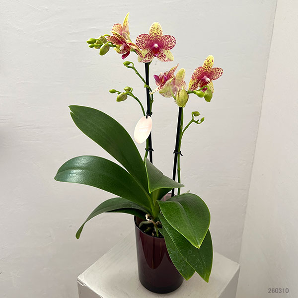 ミディコチョウラン：ぺぺ2本立ち ラント Lサイズ