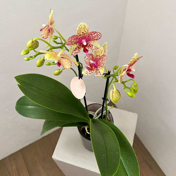 ミディコチョウラン：ぺぺ2本立ち ラント Lサイズ