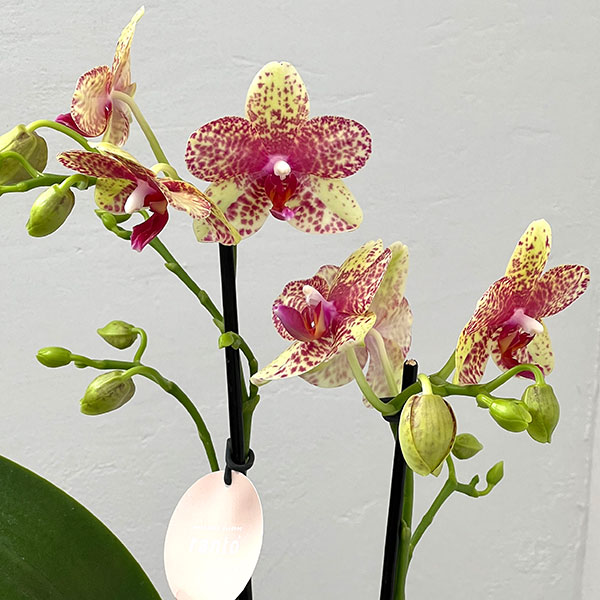 ミディコチョウラン：ぺぺ2本立ち ラント Lサイズ