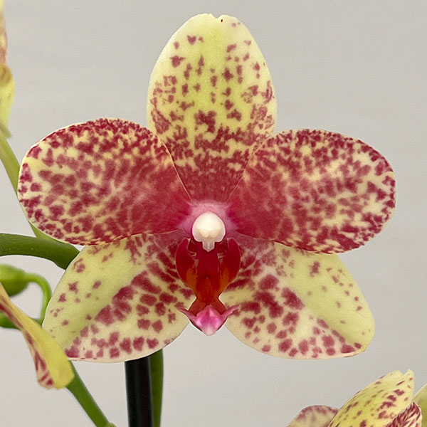 ミディコチョウラン：ぺぺ2本立ち ラント Lサイズ