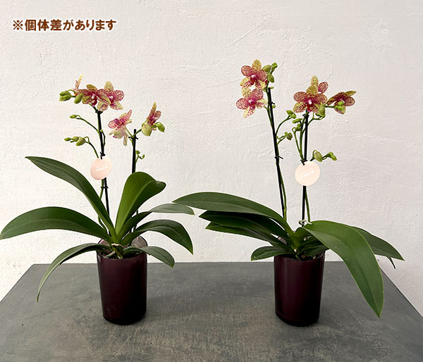 ミディコチョウラン：ぺぺ2本立ち ラント Lサイズ