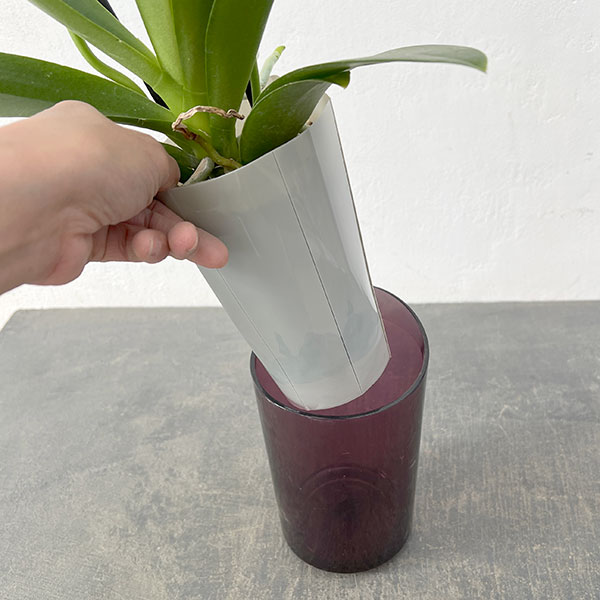 ミディコチョウラン：ぺぺ2本立ち ラント Lサイズ