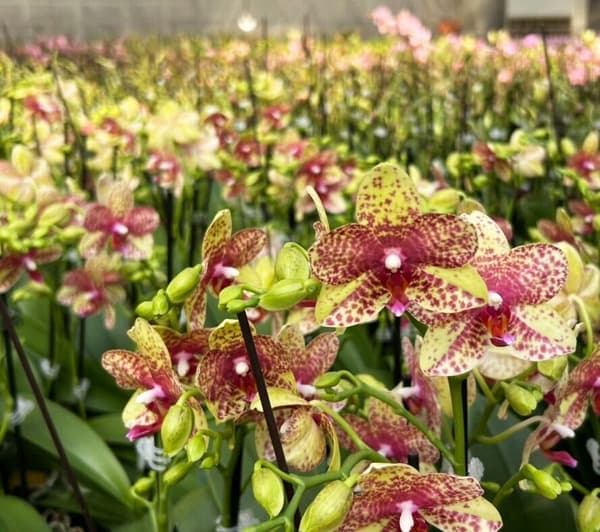 ミディコチョウラン:ぺぺ2本立ち ラント Lサイズ