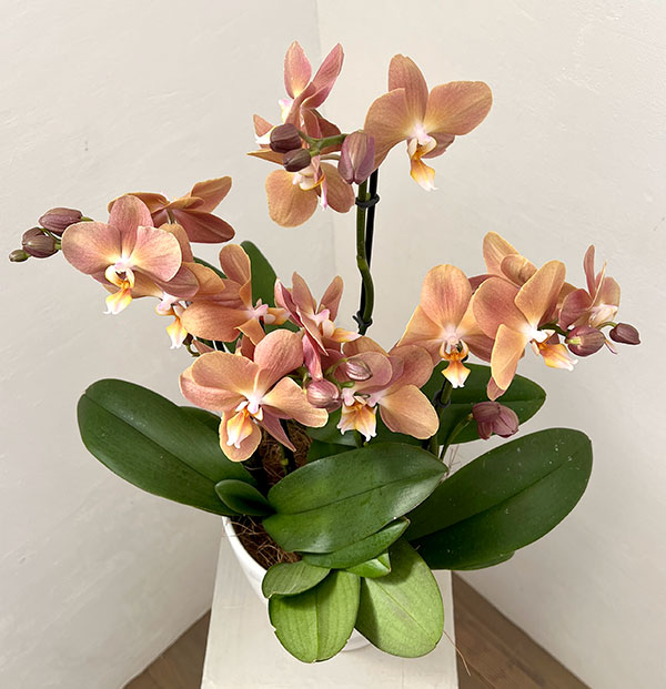 ファレノプシス：モナコ3本立ち6号陶器鉢植え