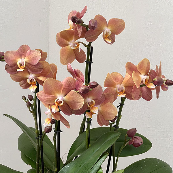 ファレノプシス：モナコ3本立ち6号陶器鉢植え