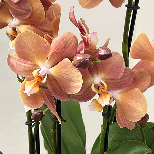 ファレノプシス：モナコ3本立ち6号陶器鉢植え