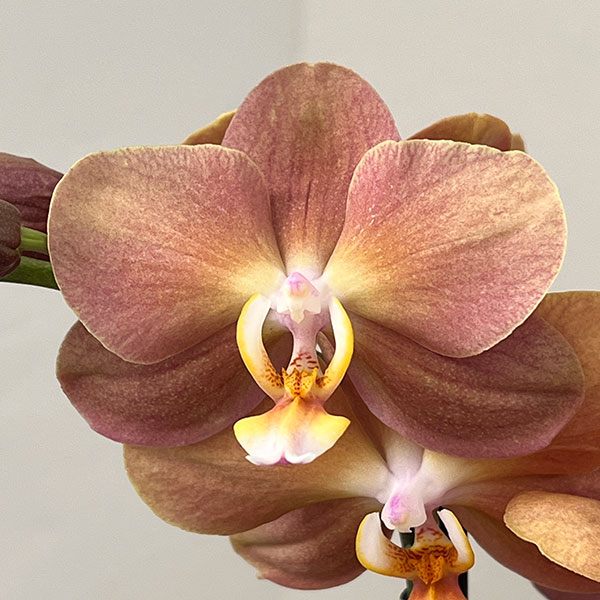 ファレノプシス：モナコ3本立ち6号陶器鉢植え