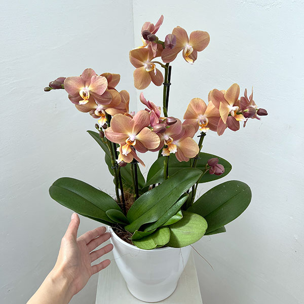 ファレノプシス：モナコ3本立ち6号陶器鉢植え