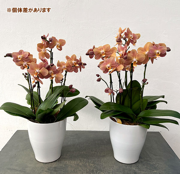ファレノプシス：モナコ3本立ち6号陶器鉢植え