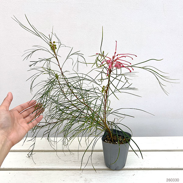 グレビレア：ロンギスティーラーエレガンス3号ポット