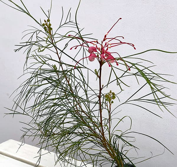 グレビレア：ロンギスティーラーエレガンス3号ポット