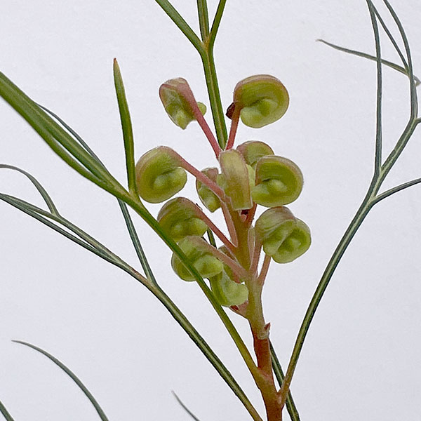 グレビレア：ロンギスティーラーエレガンス3号ポット