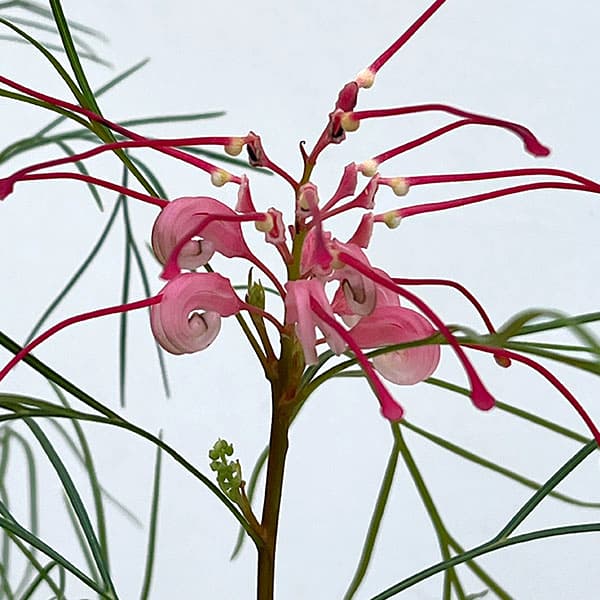 グレビレア：ロンギスティーラーエレガンス3号ポット