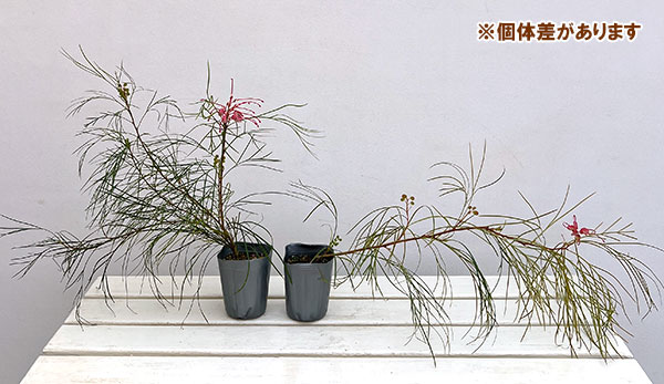 グレビレア：ロンギスティーラーエレガンス3号ポット