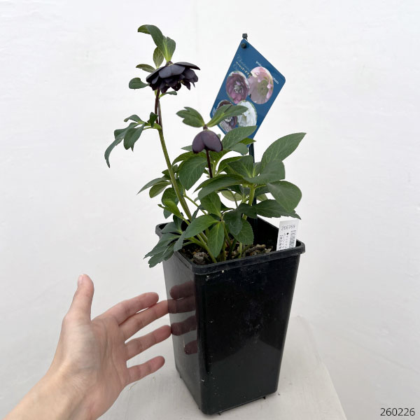 クリスマスローズ：ベーシックダブル26-95／1.5Lポット【現品販売】