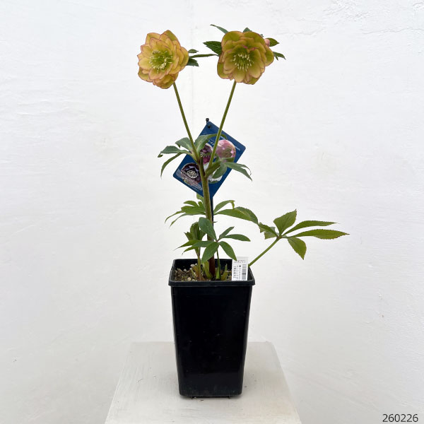 クリスマスローズ:ベーシックダブル26-97/1.5Lポット【現品販売】