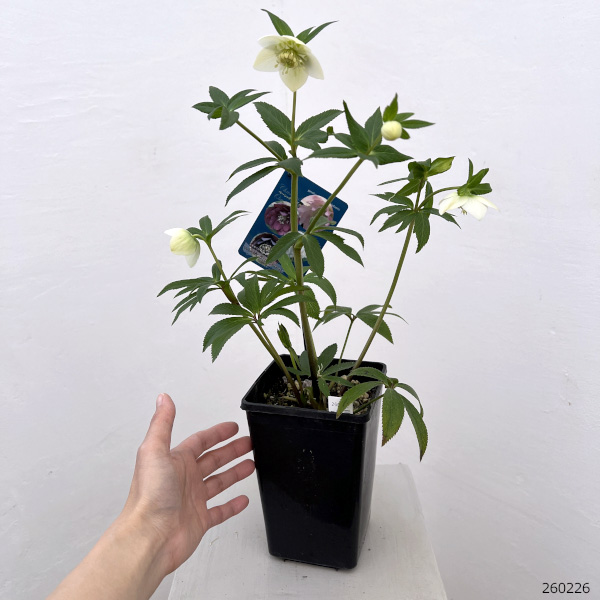 クリスマスローズ：ベーシックダブル（セミダブル）26-98／1.5Lポット【現品販売】