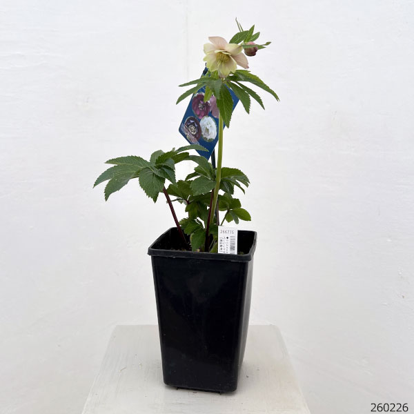 クリスマスローズ：ベーシックダブル26-101／1.5Lポット【現品販売】