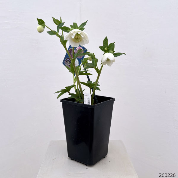 クリスマスローズ：ベーシックダブル26-102／1.5Lポット【現品販売】