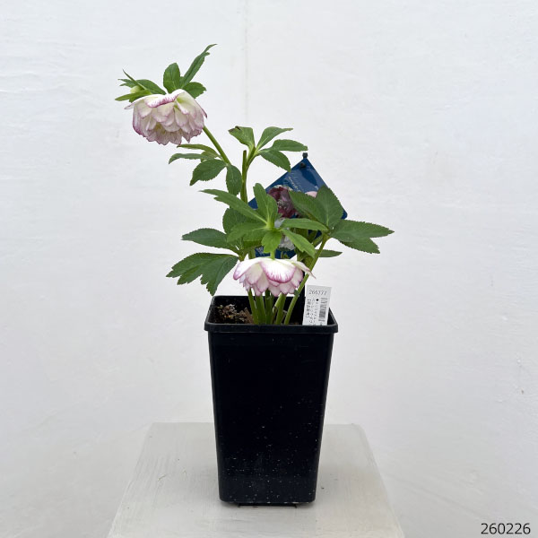 クリスマスローズ：ベーシックダブル26-103／1.5Lポット【現品販売】