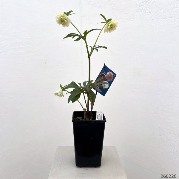 クリスマスローズ:ベーシックダブル26-104/1.5Lポット【現品販売】