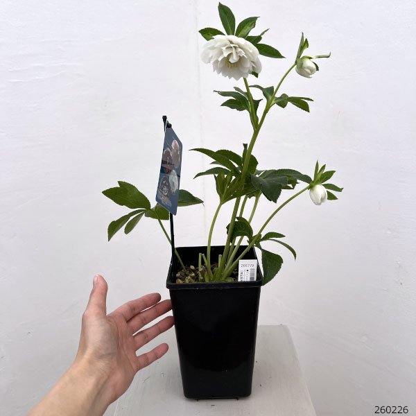 クリスマスローズ：ベーシックダブル26-105／1.5Lポット【現品販売】