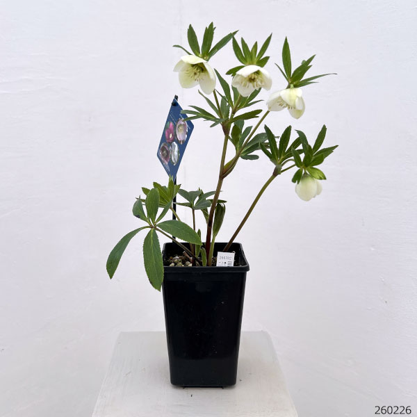 クリスマスローズ：ベーシックシングル26-29／1.5Lポット【現品販売】