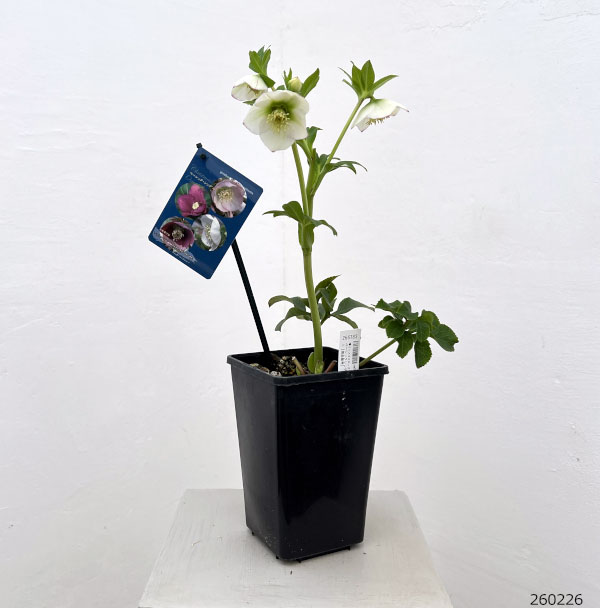 クリスマスローズ：ベーシックシングル26-30／1.5Lポット【現品販売】