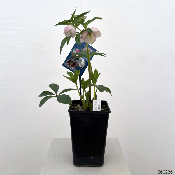 クリスマスローズ：ベーシックシングル26-31／1.5Lポット【現品販売】