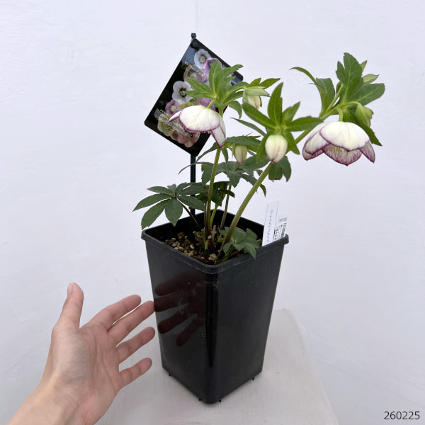 クリスマスローズ：セレクトシングル26-29　H.viridis hybrid／1.5Lポット【現品販売】