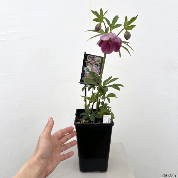 クリスマスローズ:セレクトシングル26-32/1.5Lポット【現品販売】