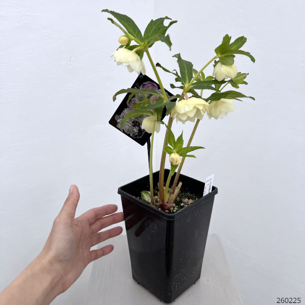 クリスマスローズ：セレクトダブル26-95／1.5Lポット【現品販売】