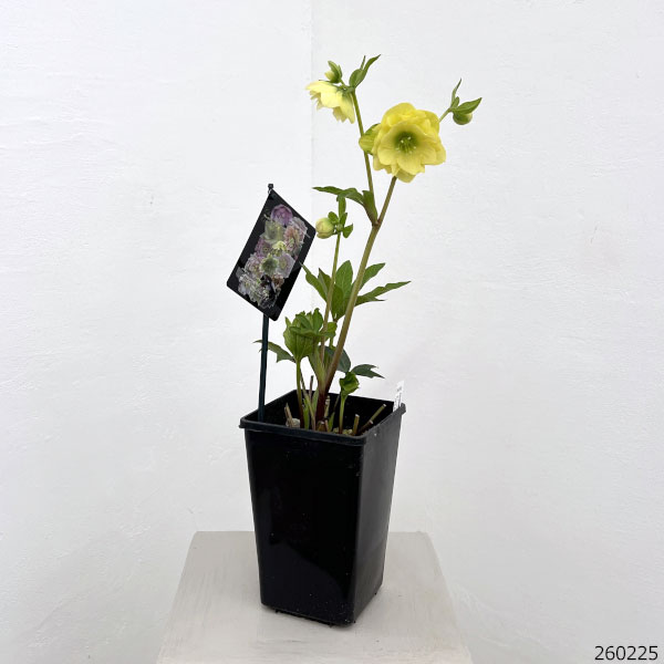 クリスマスローズ：セレクトダブル26-96／1.5Lポット【現品販売】