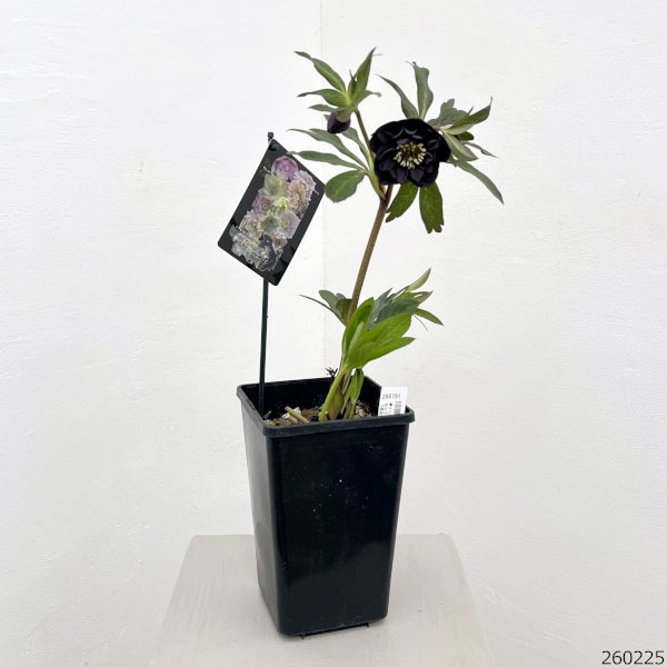 クリスマスローズ：セレクトダブル26-97／1.5Lポット【現品販売】