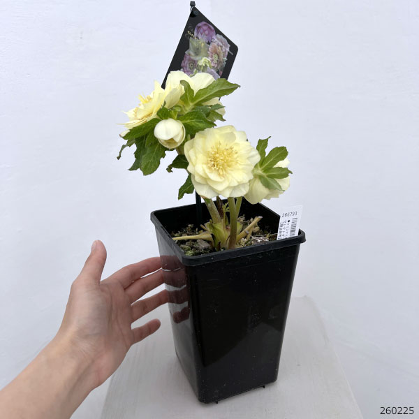 クリスマスローズ：セレクトダブル26-99／1.5Lポット【現品販売】