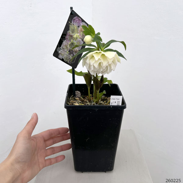 クリスマスローズ：セレクトダブル26-100／1.5Lポット【現品販売】