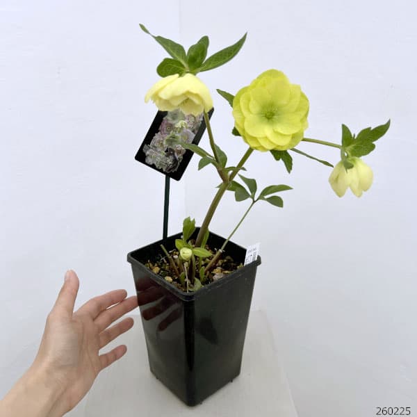 クリスマスローズ：セレクトダブル26-101／1.5Lポット【現品販売】