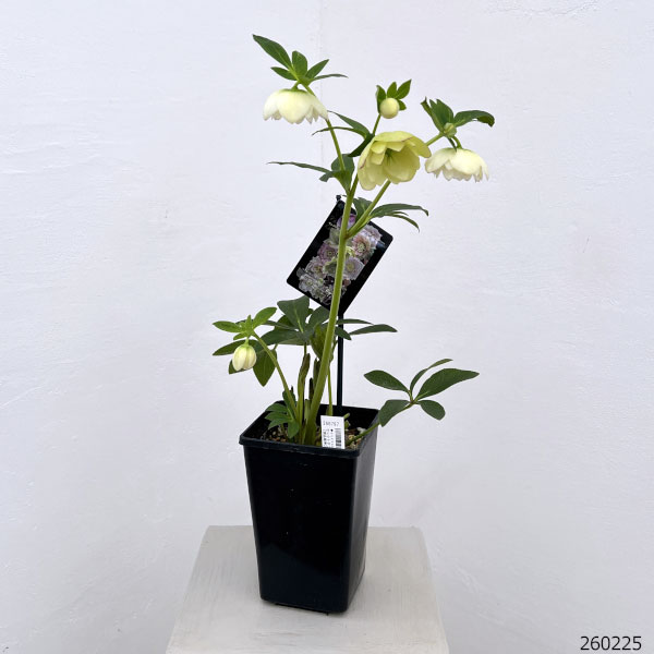 クリスマスローズ:セレクトダブル26-103/1.5Lポット【現品販売】