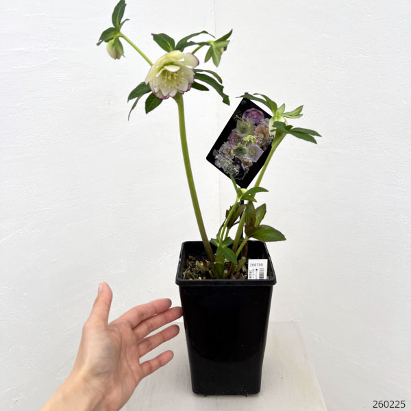 クリスマスローズ:セレクトダブル26-104/1.5Lポット【現品販売】